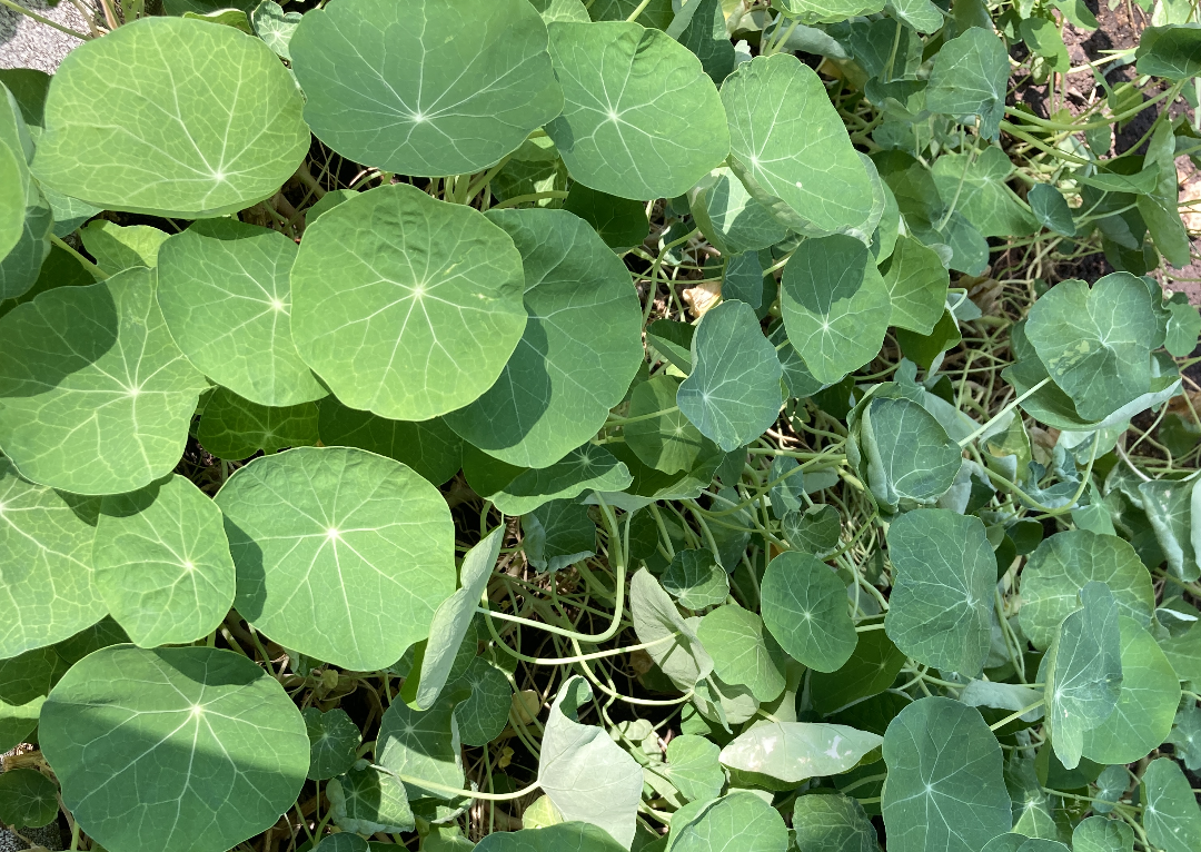 A close-up of garden nasturtium leaves